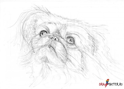 Cum să desenezi un portret al unui câine mic