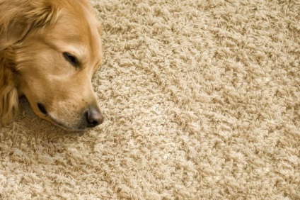 Cum să-ți curăț singur covorul