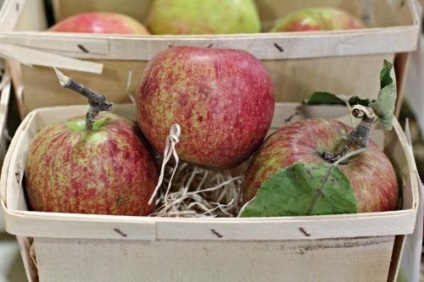 Cum să păstreze merele pentru iarnă în forma proaspătă de metode dovedite și de încredere