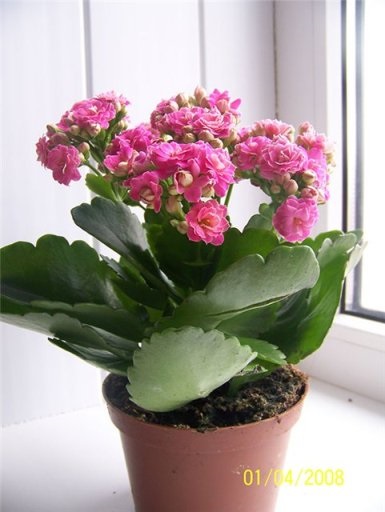 Cum de a accelera înflorirea Kalanchoe