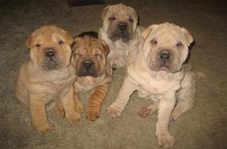 Cum sa alegi un pui Shar pei