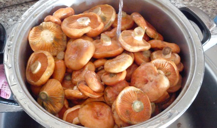 Cât de gustoase sunt ciupercile de sare ale unei pistrui la retetele acasă de ciuperci de decapare în diferite moduri