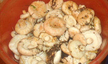 Cât de gustos să sare ciupercile de pistrui la reteta acasa pentru decaparea ciuperci în diferite moduri