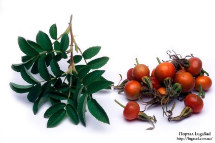 Vesekő, mert a vitamin (kövek) Vesekő miatti vitamin