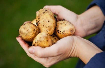Burgonya Kubanka - a fajta leírását, jellemzőit, fotók (burgonya) Burgonya Kubanka - a fajta leírását, jellemzőit, fotók