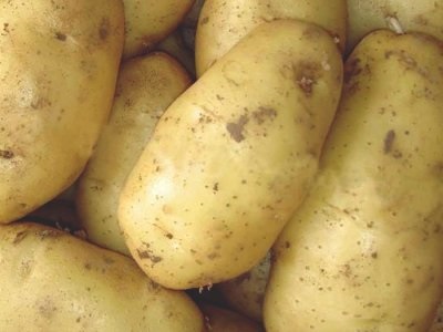 Burgonya Kubanka - a fajta leírását, jellemzőit, fotók (burgonya) Burgonya Kubanka - a fajta leírását, jellemzőit, fotók