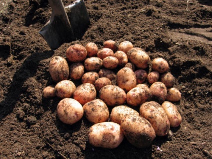 Cartofi scoici - o descriere a soiului cu fotografii, caracteristici, trăsături de cultivare, recenzii