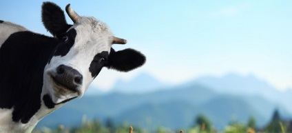Ce face visul unei vaci?