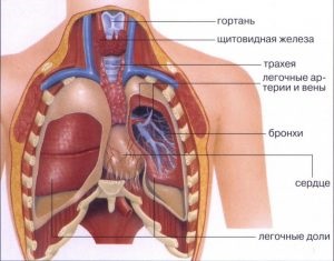 Lung ciszta típusok, okoz, tünetek és kezelési módszerek