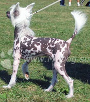 Chinezesc Crested Dog, Site Dog