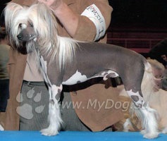 Chinezesc Crested Dog, Site Dog