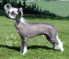 Chinezesc Crested Dog, Site Dog