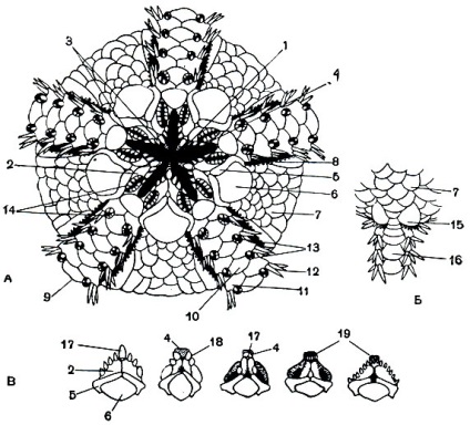 Class törékeny vagy zmeehvostki (ophiuroidea) 1968 - az állatvilág (ophiuroidea) Class törékeny vagy zmeehvostki (ophiuroidea) 1968 - állatvilág