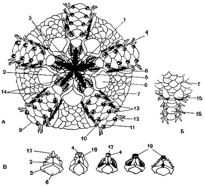 Clasa de ophiuros sau coada de șarpe (ophiuroidea) 1968 - viața animală