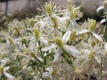 Clematis arderea de flori mici cu flori caracteristici de plante, agrotehnics, plantare, tăiere, combinație