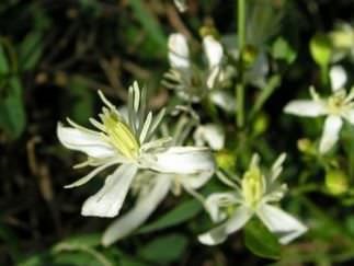 Clematis arderea de flori mici cu flori caracteristici de plante, agrotehnics, plantare, tăiere, combinație