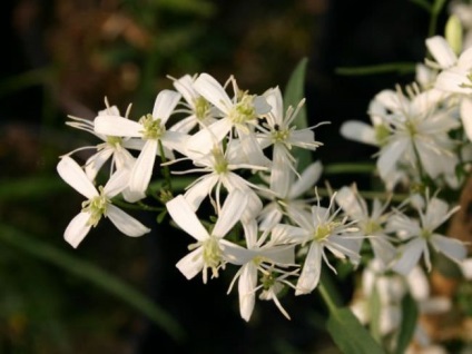 Clematis arderea de flori mici cu flori caracteristici de plante, agrotehnics, plantare, tăiere, combinație