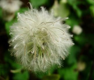 Clematis arderea de flori mici cu flori caracteristici de plante, agrotehnics, plantare, tăiere, combinație