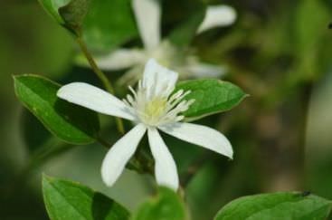 Clematis arderea de flori mici cu flori caracteristici de plante, agrotehnics, plantare, tăiere, combinație