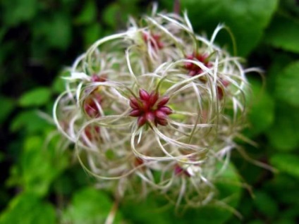 Clematis arderea de flori mici cu flori caracteristici de plante, agrotehnics, plantare, tăiere, combinație