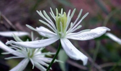 Clematis arderea de flori mici cu flori caracteristici de plante, agrotehnics, plantare, tăiere, combinație