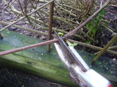 Clematis égő melkotsvetkovy, fehér felhő ültetés és gondozás (melkotsvetkovy) Clematis égő melkotsvetkovy, fehér felhő ültetés és gondozás