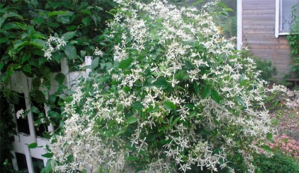 Clematis arde plantare și de îngrijire, moduri de reproducere, boli și dăunători