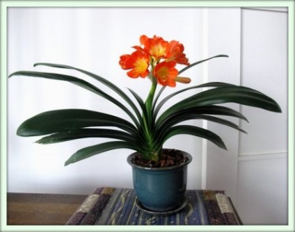 Clivia (Clivia) (növény) Clivia (Clivia)