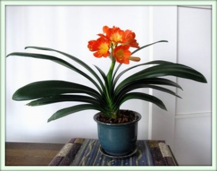 Clevia (clivia)