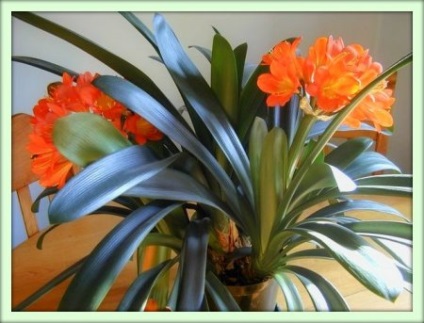 Clevia (clivia)