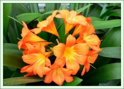 Clevia (clivia)