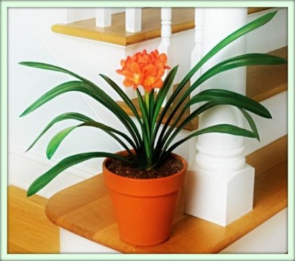 Clevia (clivia)