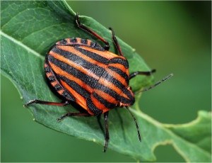 Bedbugs sunt tipuri de buggardi, bug soldat, bug de mobilă, contor de apă, bug gladysh, teacă