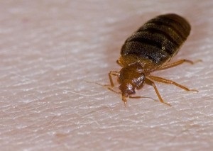 Bedbugs sunt tipuri de buggardi, bug soldat, bug de mobilă, contor de apă, bug gladysh, teacă