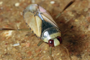 Bedbugs sunt tipuri de buggardi, bug soldat, bug de mobilă, contor de apă, bug gladysh, teacă