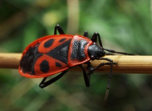 Bedbugs sunt tipuri de buggardi, bug soldat, bug de mobilă, contor de apă, bug gladysh, teacă