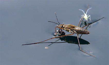 Bug contor de apa sau bug-ul de apa este dăunător sau nu