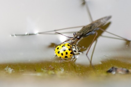 Bug contor de apa sau bug-ul de apa este dăunător sau nu