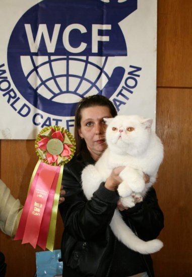 Clubul Catwalkers din Moscova intervine cu Alexandra Makarova, expert pe toate rasele de pisici