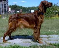 Kennel Club - Alice - Câini de câini