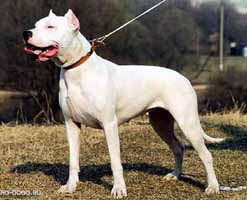 Kennel Club - Alice - Câini de câini