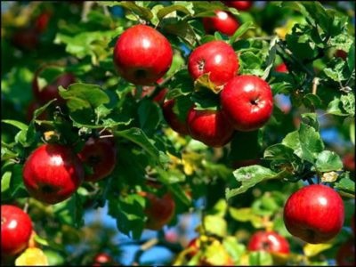 La plantarea pomilor de măr în suburbiile de plantare și alăptare în toamnă