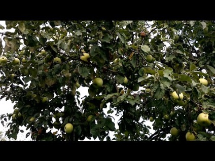 La plantarea pomilor de măr în suburbiile de plantare și alăptare în toamnă