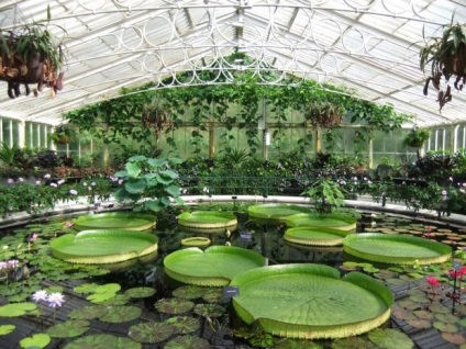 Royal Botanic Gardens kew grădini excursie la Londra - sfaturi turistice