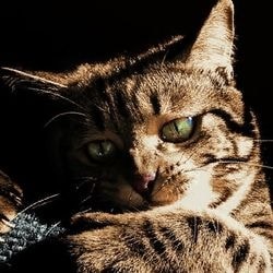 Simptomele gripei Cat, tratamentul, actiunile tale, riscul tau - totul despre pisici si pisici cu dragoste