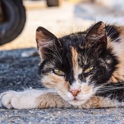 Simptomele gripei Cat, tratamentul, actiunile tale, riscul tau - totul despre pisici si pisici cu dragoste