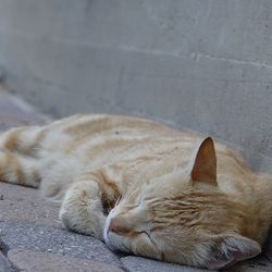 Cat influenza tünetei, kezelése, az akciók, a kockázat - szól macskák és macskák szeretettel