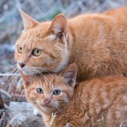 Cat influenza tünetei, kezelése, az akciók, a kockázat - szól macskák és macskák szeretettel
