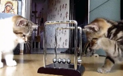 Pisicile recunosc legile fizice de bază, secretele lumii!