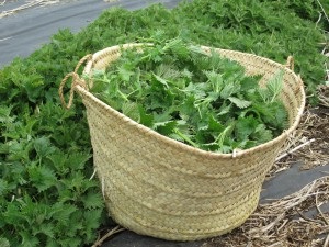 Nettle - beneficiu și rău pentru păr, proprietăți medicinale și contraindicații la decoctarea urzică, precum și